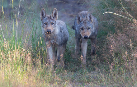 Foto: NABU/Jürgen Boris / Kampagne: "Willkommen Wolf"