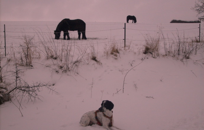 Lupo liebt den Winter. Foto: Initiative "Mensch Hund und"