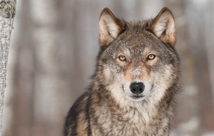 Europäischer Wolf, Foto: Menschen für Wölfe