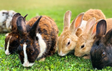 Kaninchen in der Gruppe